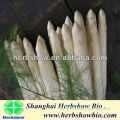 Chinese HS -White Rocket F1 Hybrid Asparagus Seeds